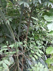 Machaerium stipitatum