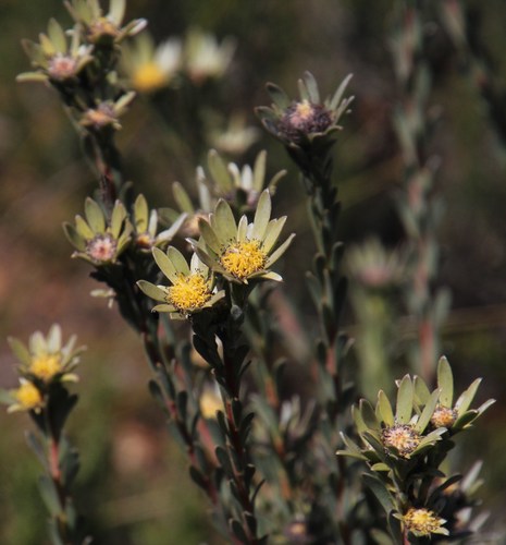 Leucadendron verticillatum (Thunb.) Meisn.