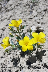 Linum mucronatum armenum