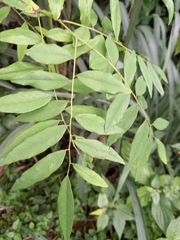 Machaerium stipitatum