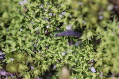 Tortella flavovirens