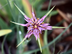 Tragopogon coelesyriacus
