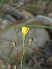 Ixeris tamagawaensis