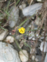 Ixeris tamagawaensis