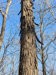 Carya carolinae-septentrionalis