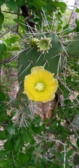 Opuntia caracassana