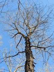 Carya carolinae-septentrionalis