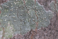 Lecanora confusa