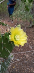 Opuntia caracassana