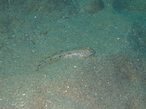 Pomatoschistus minutus