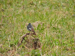 Phoenicurus ochruros