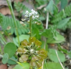 Teesdalia coronopifolia