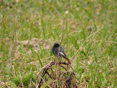 Phoenicurus ochruros