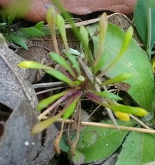 Teesdalia coronopifolia