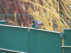 Phoenicurus ochruros