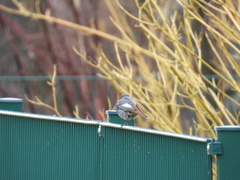 Phoenicurus ochruros