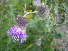 Cirsium erythrolepis