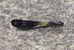 Aristocypha fenestrella