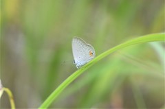 Eicochrysops messapus