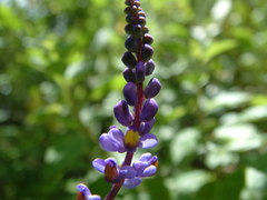 Monnina leptostachya