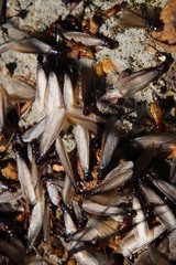 Microhodotermes viator