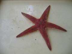 Astropecten aranciacus