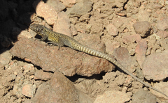 Liolaemus curicensis