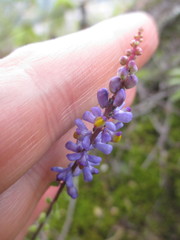 Monnina leptostachya