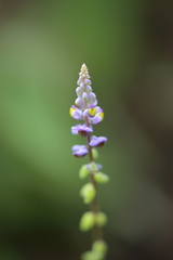 Monnina leptostachya