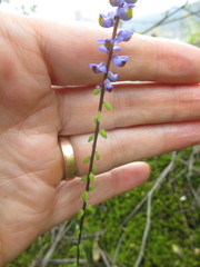 Monnina leptostachya