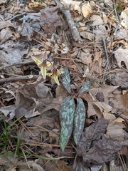 Erythronium umbilicatum