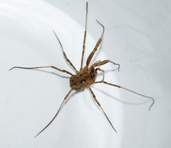 Graecophalangium