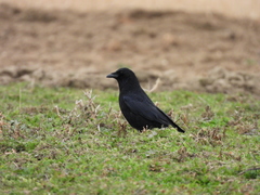 Corvus corone