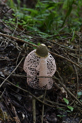 Phallus indusiatus