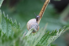Gastropoda