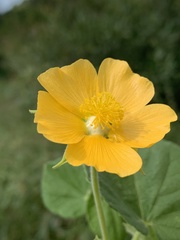 Abutilon guineense