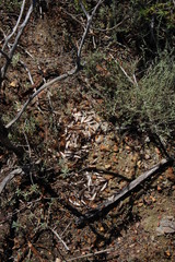 Microhodotermes viator