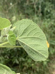 Abutilon guineense