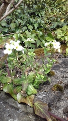 Arabidopsis arenosa arenosa
