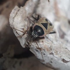Xanthochilus saturnius