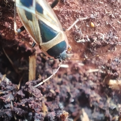 Xanthochilus saturnius