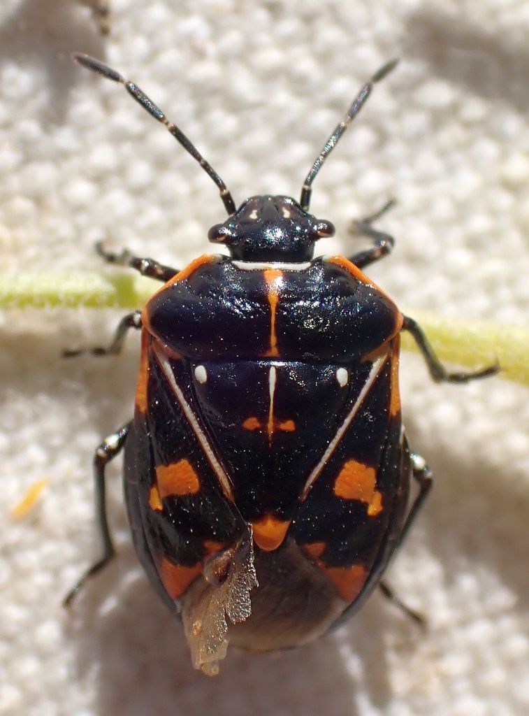 Harlequin Bug from Little Panoche Reservoir parking area, Fresno County ...