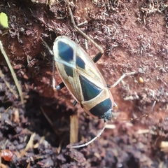 Xanthochilus saturnius