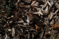 Microhodotermes viator