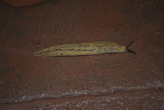 Anadenidae