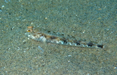 Pomatoschistus pictus