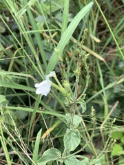 Rhinacanthus xerophilus