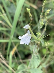 Rhinacanthus xerophilus