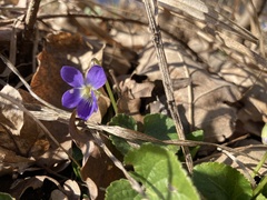 Viola suavis