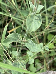 Rhinacanthus xerophilus